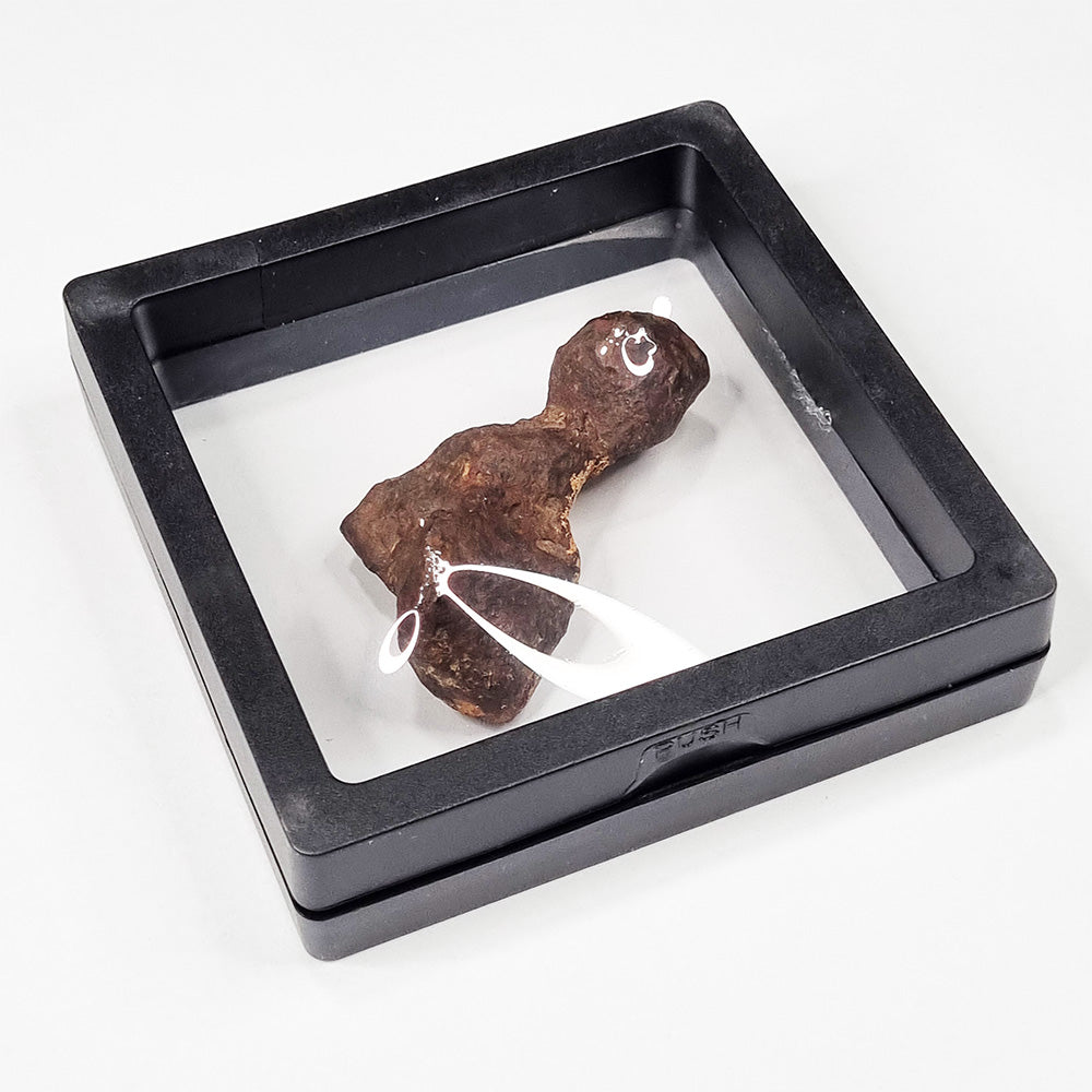 Mundrabilla Meteorite (Western Australia-1911) 82g