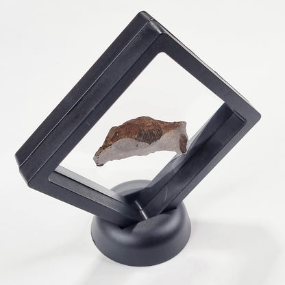 Gebel Kamil Meteorite (Egypt < 5000 Years Old) 61g