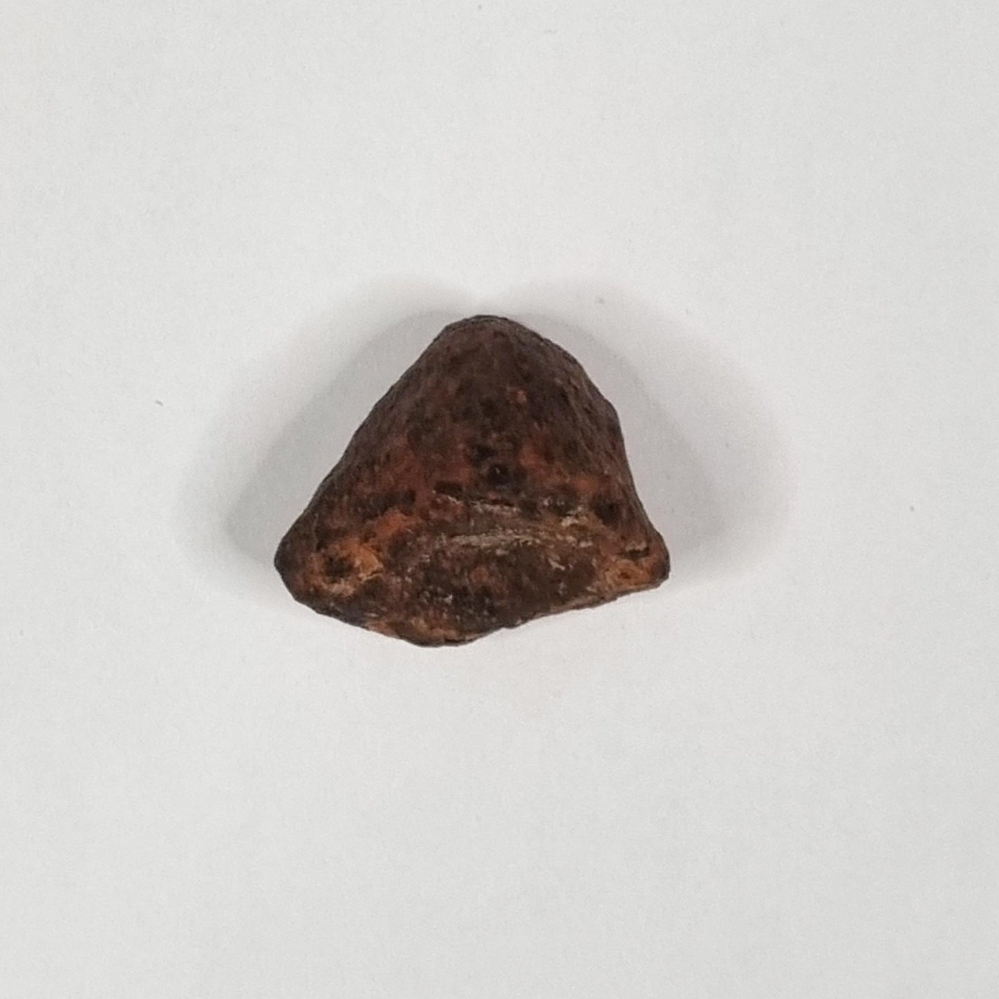 Mundrabilla Meteorite (Western Australia-1911) 35g