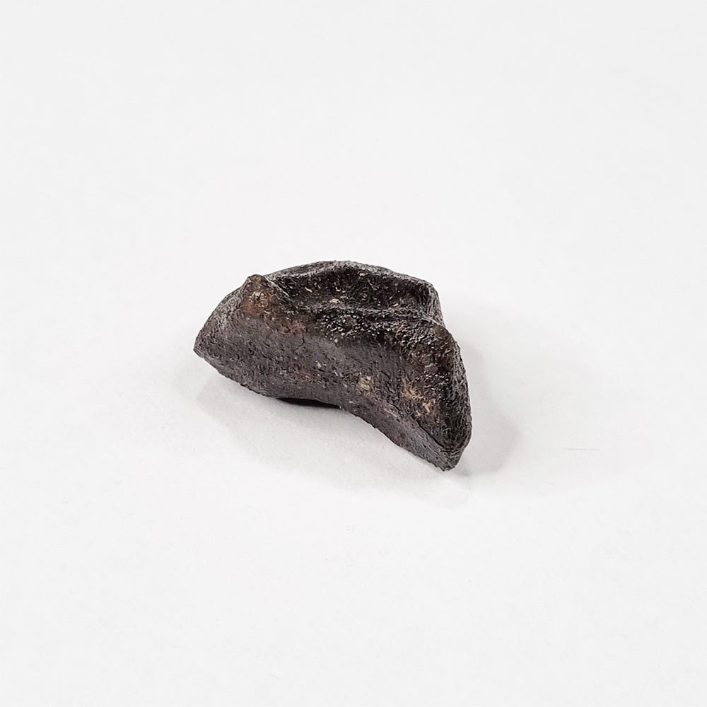 Camel Donga Meteorite (Nullarbor Plain- Western Australia- 1980) 4g