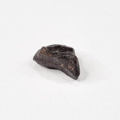 Camel Donga Meteorite (Nullarbor Plain- Western Australia- 1980) 4g