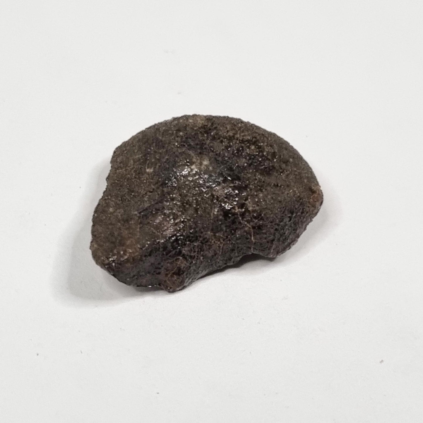 Camel Donga Meteorite (Nullarbor Plain- Western Australia- 1980) 4g
