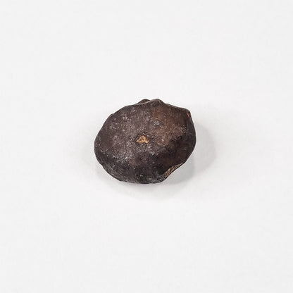 Wiluna Meteorite (Western Australia- 1967) 10g