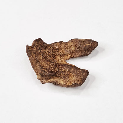 Gebel Kamil Meteorite (Egypt < 5000 Years Old) 26g