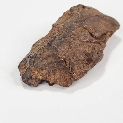 Gebel Kamil Meteorite (Egypt < 5000 Years Old) 61g