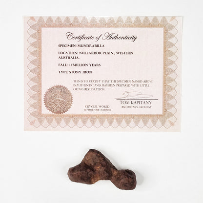 Mundrabilla Meteorite (Western Australia-1911) 82g