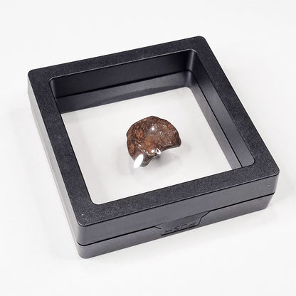 Mundrabilla Meteorite (Western Australia-1911) 14g