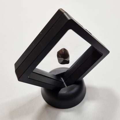 Mundrabilla Meteorite (Western Australia-1911) 9g