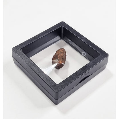 Mundrabilla Meteorite (Western Australia-1911) 11g