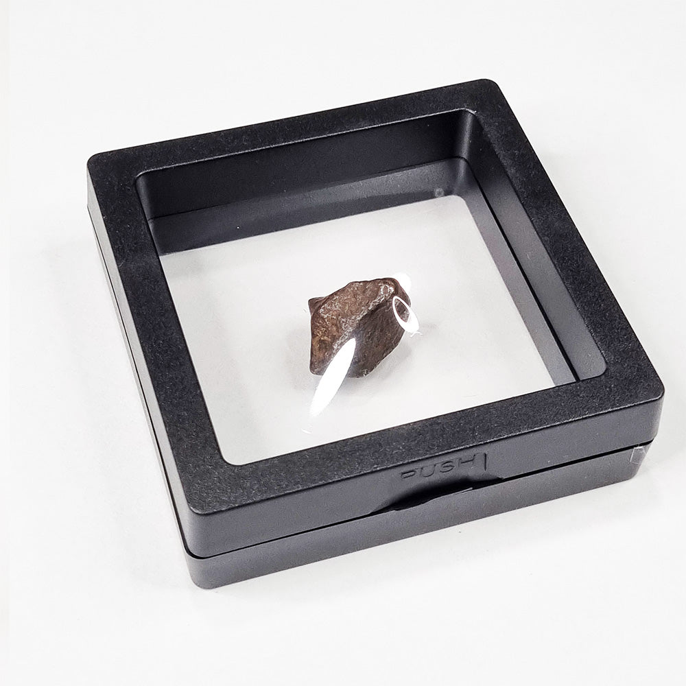 Mundrabilla Meteorite (Western Australia-1911) 9.3g