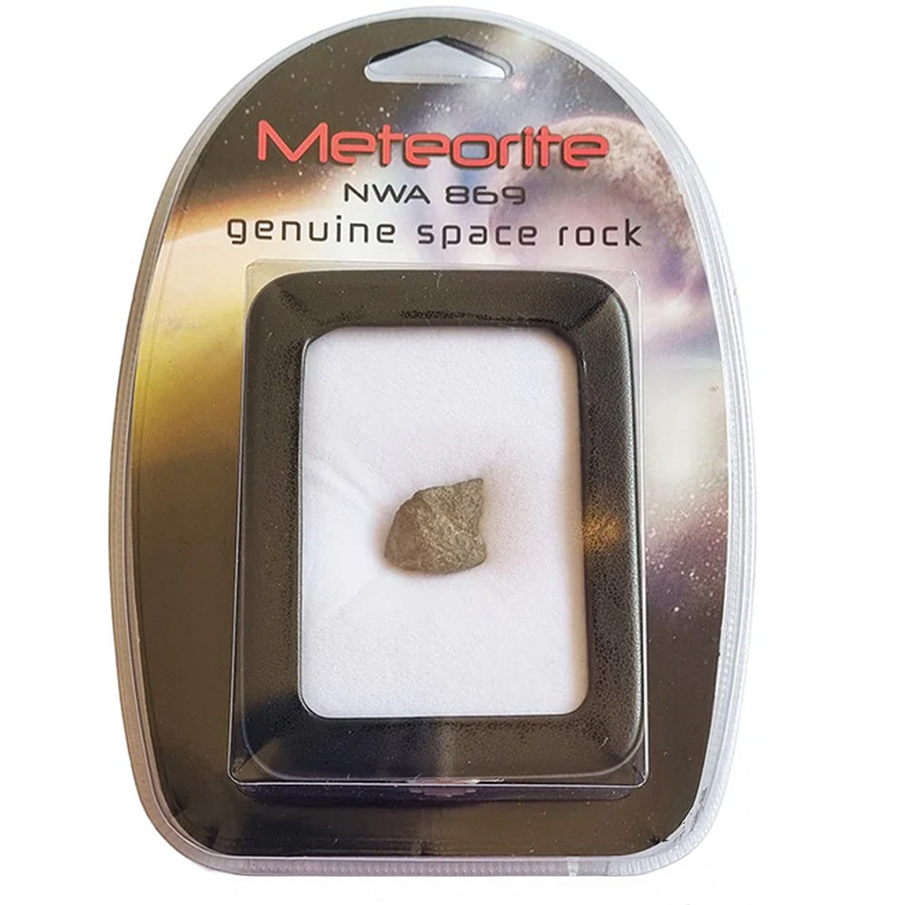 NWA 869 Meteorite