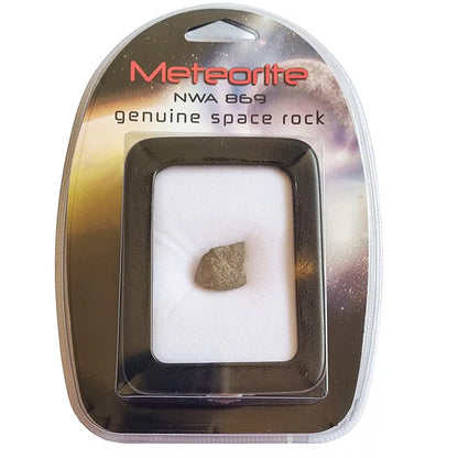 NWA 869 Meteorite